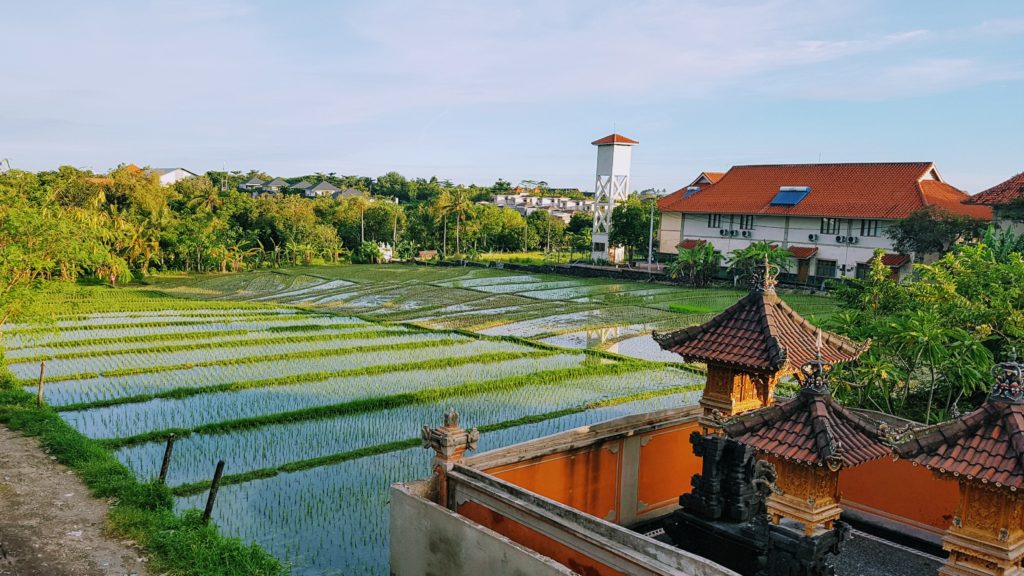 Parádní výhled na rýžová pole z balkonu :-)