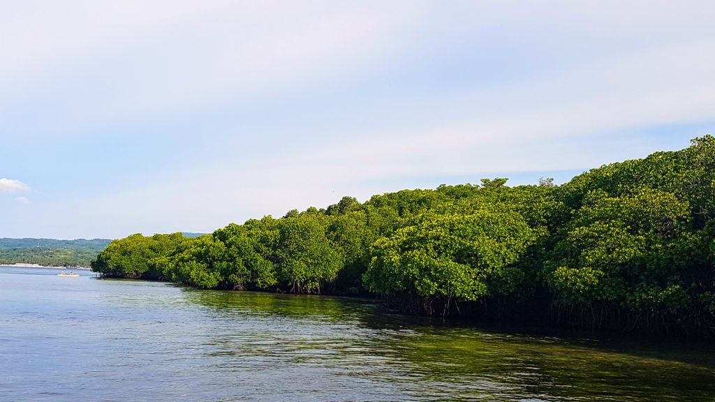 Mangrovový les v moři