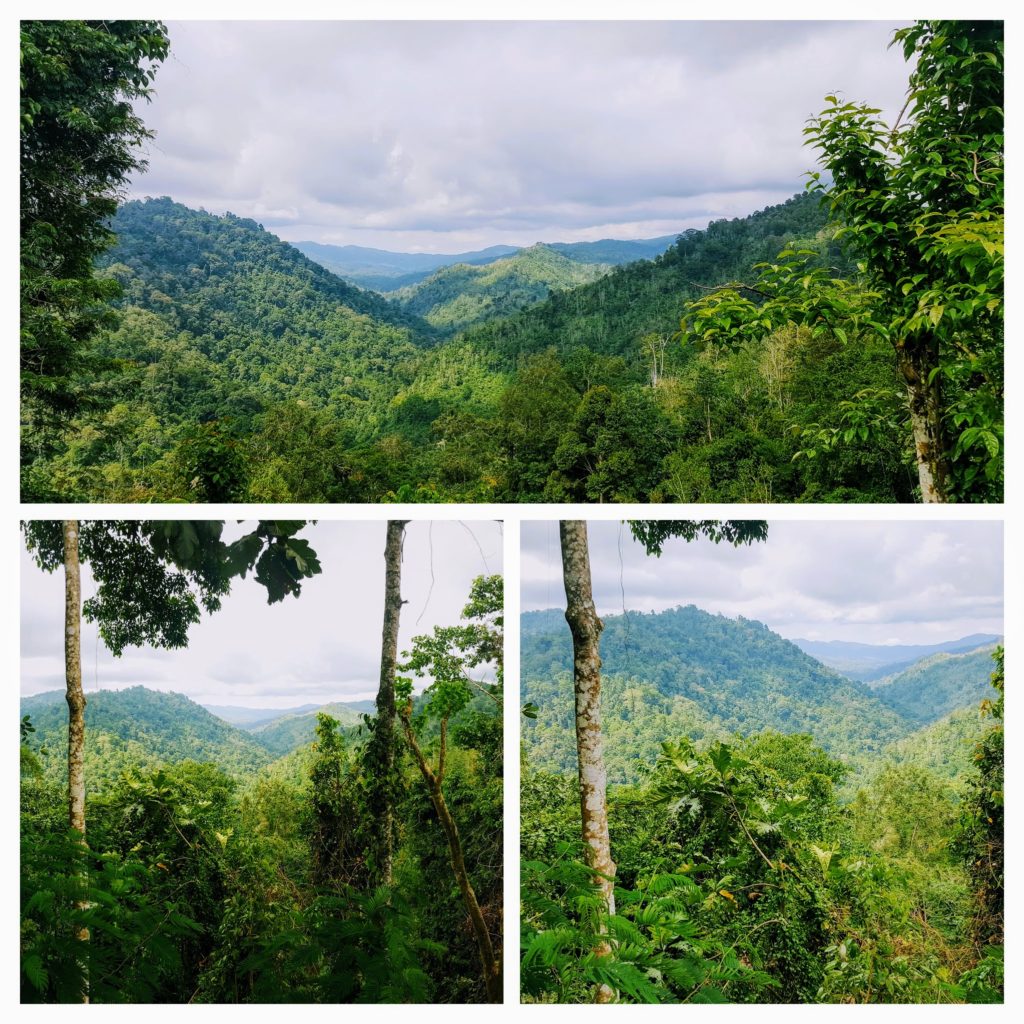 Hustý tropický prales na Bali