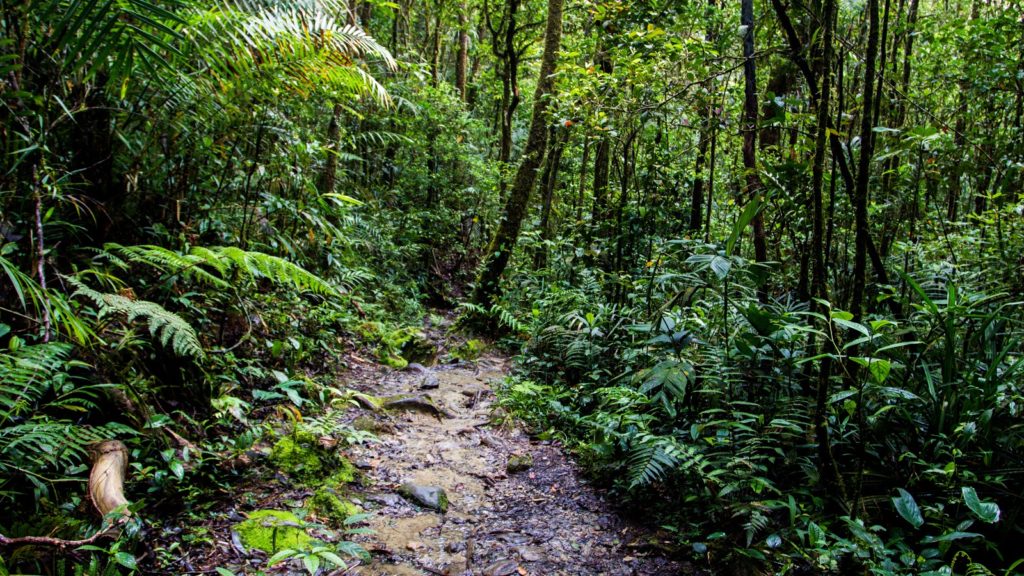 Národní park Kinabalu